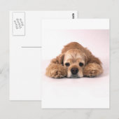 Carte Postale Cute Cocker Spaniel (Devant / Derrière)