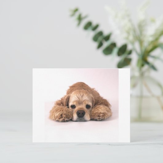 Carte Postale Cute Cocker Spaniel (Debout devant)