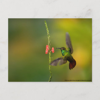 Carte Postale Cute colibri et fleur, faune Costa Rica