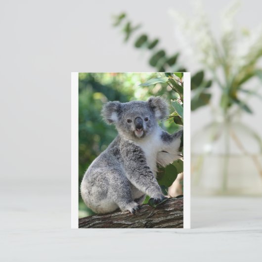 Carte Postale Cute cuddly Australian koala (Debout devant)
