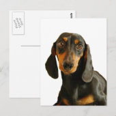 Carte Postale Cute Dachshund ( Miniature Brown courte haïe ) (Devant / Derrière)