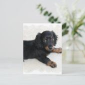 Carte postale Cute Daschund (Debout devant)
