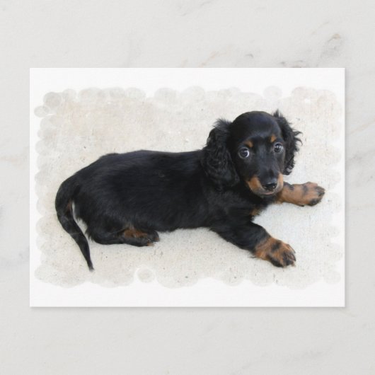 Carte postale Cute Daschund (Devant)