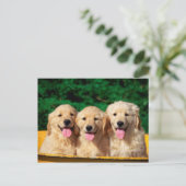 Carte Postale Cute dogs (Debout devant)