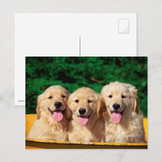 Carte Postale Cute dogs (Devant / Derrière)