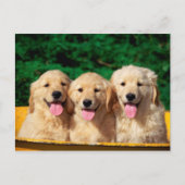 Carte Postale Cute dogs (Devant)