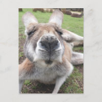 Cute drôle Visage Kangaroo Education Animal Photo