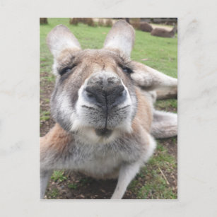 Carte Postale Cute drôle Visage Kangaroo Education Animal Photo