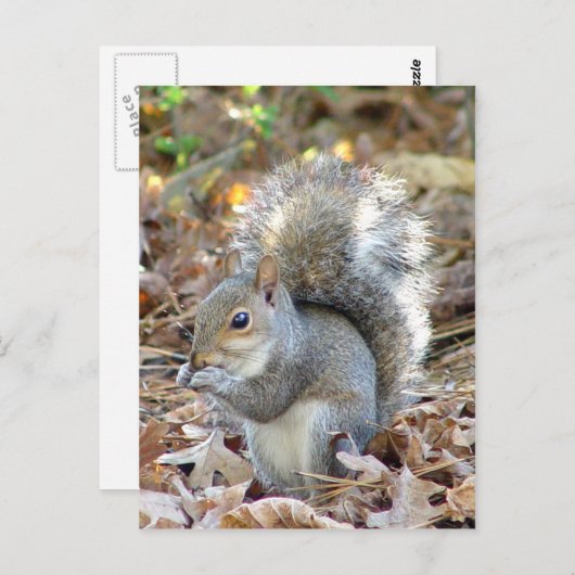 Carte postale Cute écureuil (Devant / Derrière)