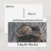 Carte Postale Cute écureuil "Je te manque" dit Hi Post Card (Devant / Derrière)