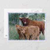 Carte Postale Cute et adorable graisse moelleuse veaux Highland (Devant / Derrière)