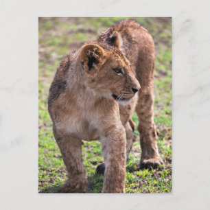 Carte Postale Cute et adorable Lion Cub Photo