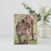 Carte Postale Cute et adorable Lion Cub Photo (Debout devant)
