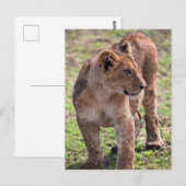 Carte Postale Cute et adorable Lion Cub Photo (Devant / Derrière)