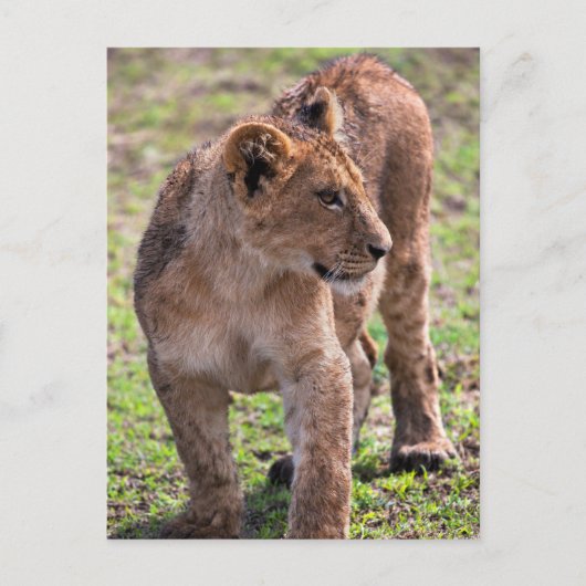 Carte Postale Cute et adorable Lion Cub Photo (Devant)