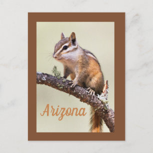 Carte Postale Cute et chubby chipmunk, Arizoina