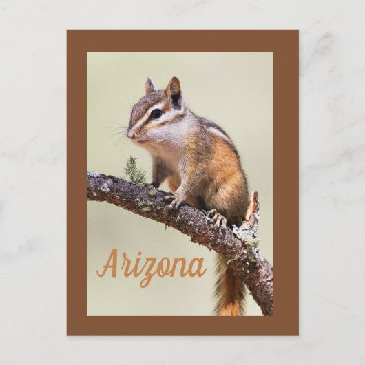 Carte Postale Cute et chubby chipmunk, Arizoina (Devant)