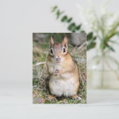 Carte Postale Cute et convivial Chipmunk (Debout devant)
