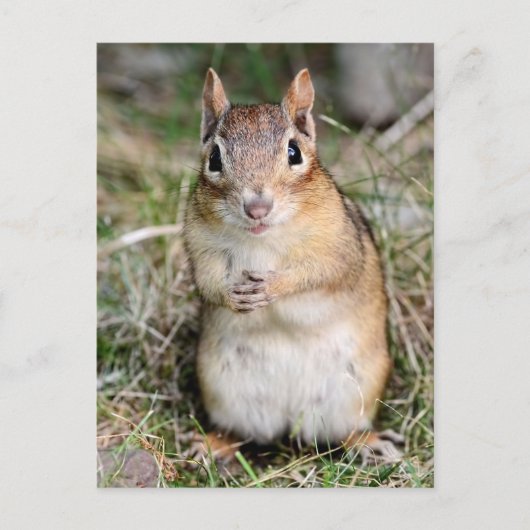 Carte Postale Cute et convivial Chipmunk (Devant)