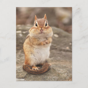 Carte postale Cute Fat & Fluffy Chipmunk
