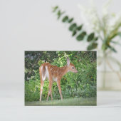 Carte Postale Cute Fawn (Debout devant)