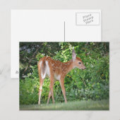 Carte Postale Cute Fawn (Devant / Derrière)
