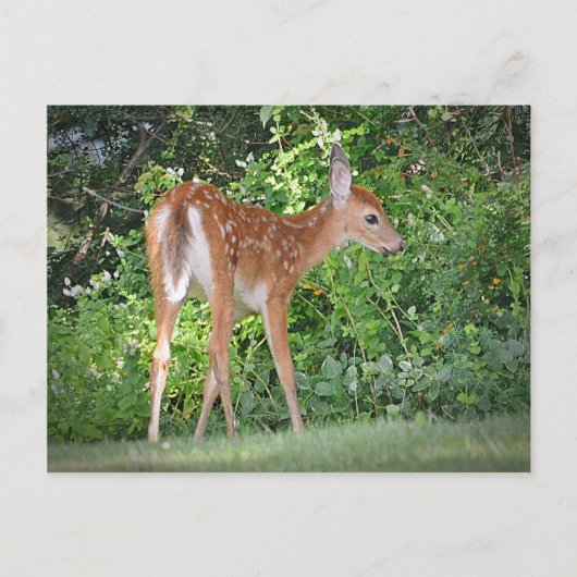 Carte Postale Cute Fawn (Devant)