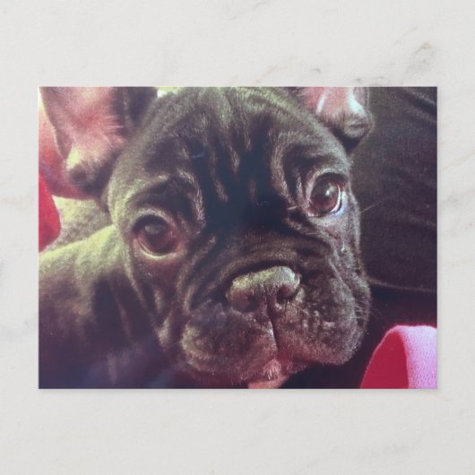 Carte Postale Cute Femme Français Bulldog Brindle Français Brown (Devant)