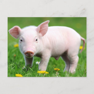 Carte Postale Cute ferme Vie ferme Écorce rose Piglet