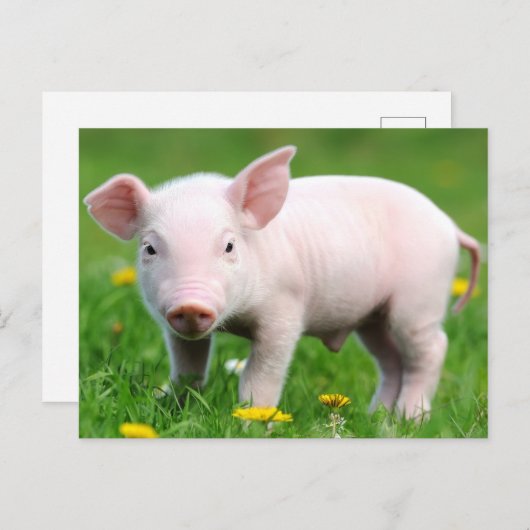 Carte Postale Cute ferme Vie ferme Écorce rose Piglet (Devant / Derrière)