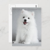 Carte Postale Cute Fluffy Japonais Spitz Puppy (Devant / Derrière)