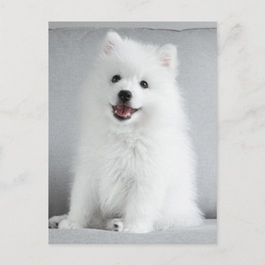 Carte Postale Cute Fluffy Japonais Spitz Puppy (Devant)