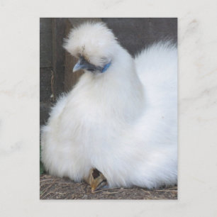 Carte postale Cute Fluffy White Chicken and Chick