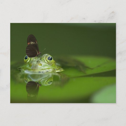 Carte Postale Cute frog (Devant)