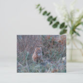 Carte Postale Cute Funky Ginger Chat Kitten caché dans l'herbe (Debout devant)
