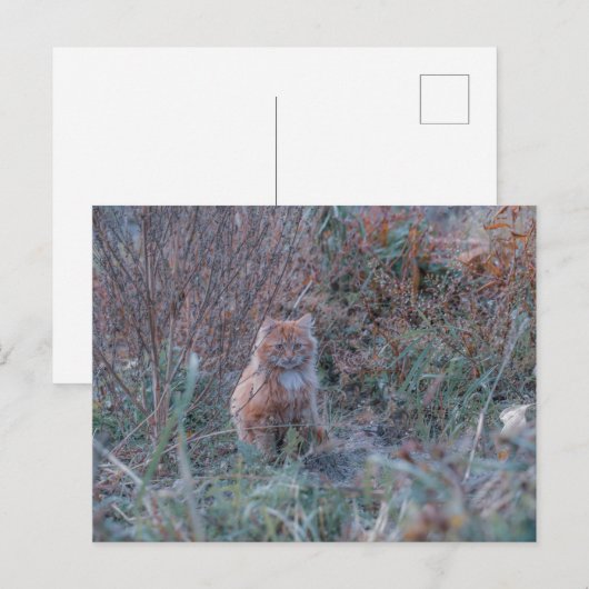 Carte Postale Cute Funky Ginger Chat Kitten caché dans l'herbe (Devant / Derrière)