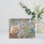 Carte Postale Cute Funky Ginger Chat Kitten Visage (Debout devant)