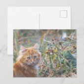 Carte Postale Cute Funky Ginger Chat Kitten Visage (Devant / Derrière)