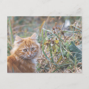 Carte Postale Cute Funky Ginger Chat Kitten Visage