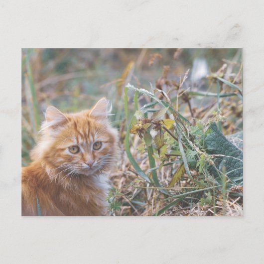 Carte Postale Cute Funky Ginger Chat Kitten Visage (Devant)