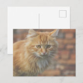 Carte Postale Cute Funky Ginger Chat Kitten Visage (Devant / Derrière)