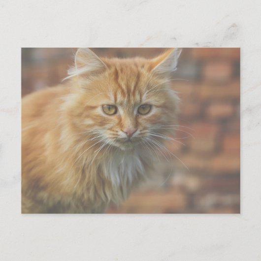 Carte Postale Cute Funky Ginger Chat Kitten Visage (Devant)