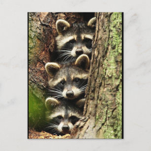 Carte Postale cute_funny_animals_41 Trois Raton laveurs Tronc d'