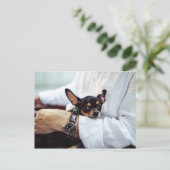 Carte postale Cute & Funny Chihuahua (Debout devant)
