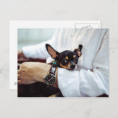 Carte postale Cute & Funny Chihuahua (Devant / Derrière)