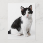 Carte Postale Cute Funny furry kitten black and white cat (Devant)