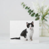 Carte Postale Cute Funny furry kitten black and white cat (Debout devant)