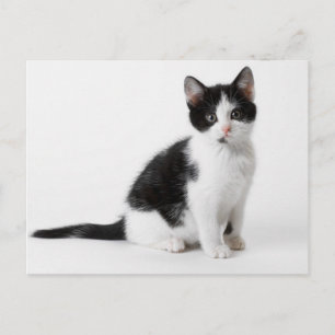 Carte Postale Cute Funny furry kitten black and white cat