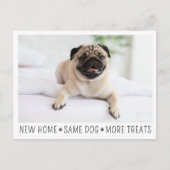 Carte Postale Cute Funny Modern New Home Photo Animal Chien (Devant)