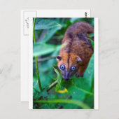 Carte Postale Cute fury cuscus possum regardant la caméra (Devant / Derrière)